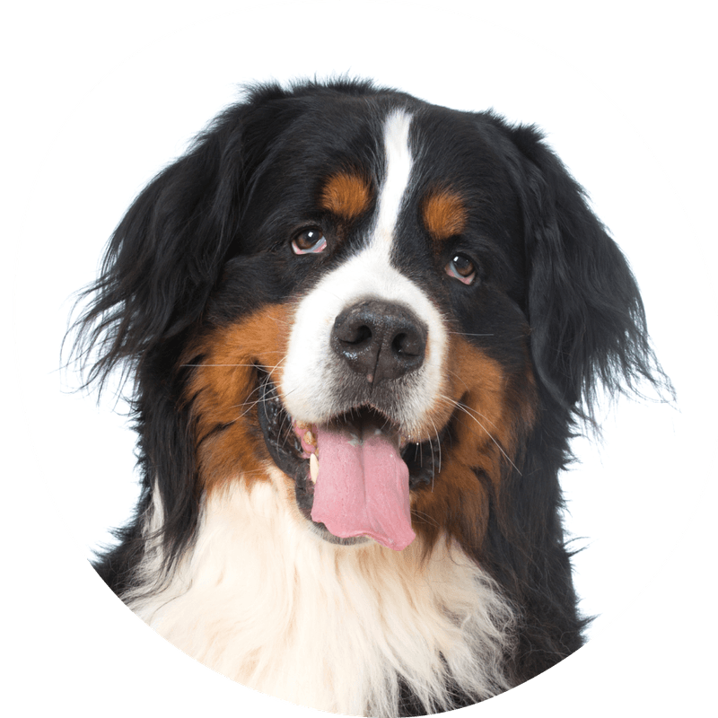 Berner sennenhund — Raseguide, pris og oppdrettere i Norge | Pond.no