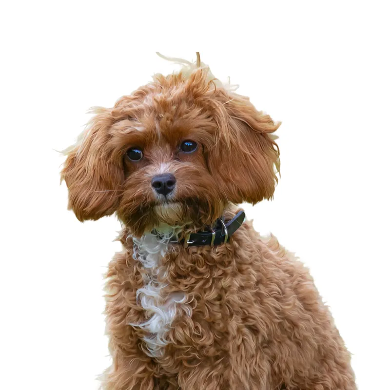 Cavapoo — Raseguide, pris og oppdrettere i Norge | Pond.no
