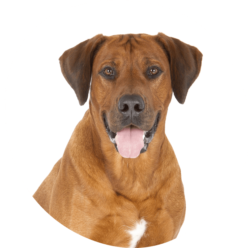 Bodegen Ridgeback Rhodesian ridgeback — Raseguide, pris og oppdrettere i Norge | Pond.no