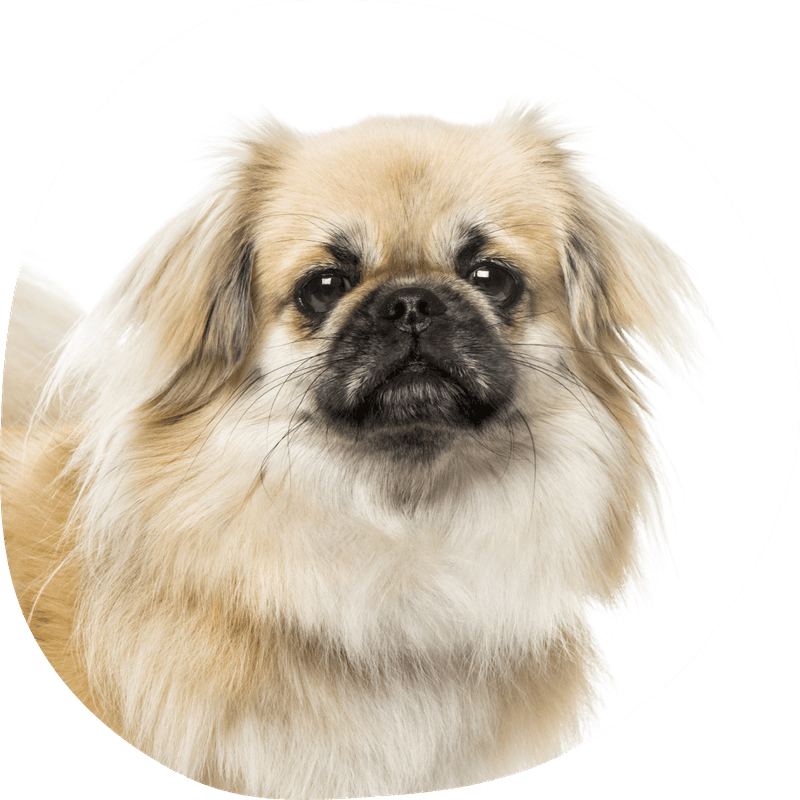 Tibetansk spaniel – passer rasen for deg? | Pond