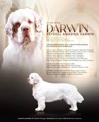 Beyzoll Amazing Darwin