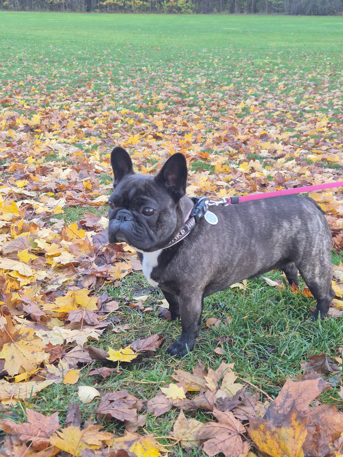Bulldogtoppens Aaliyah 