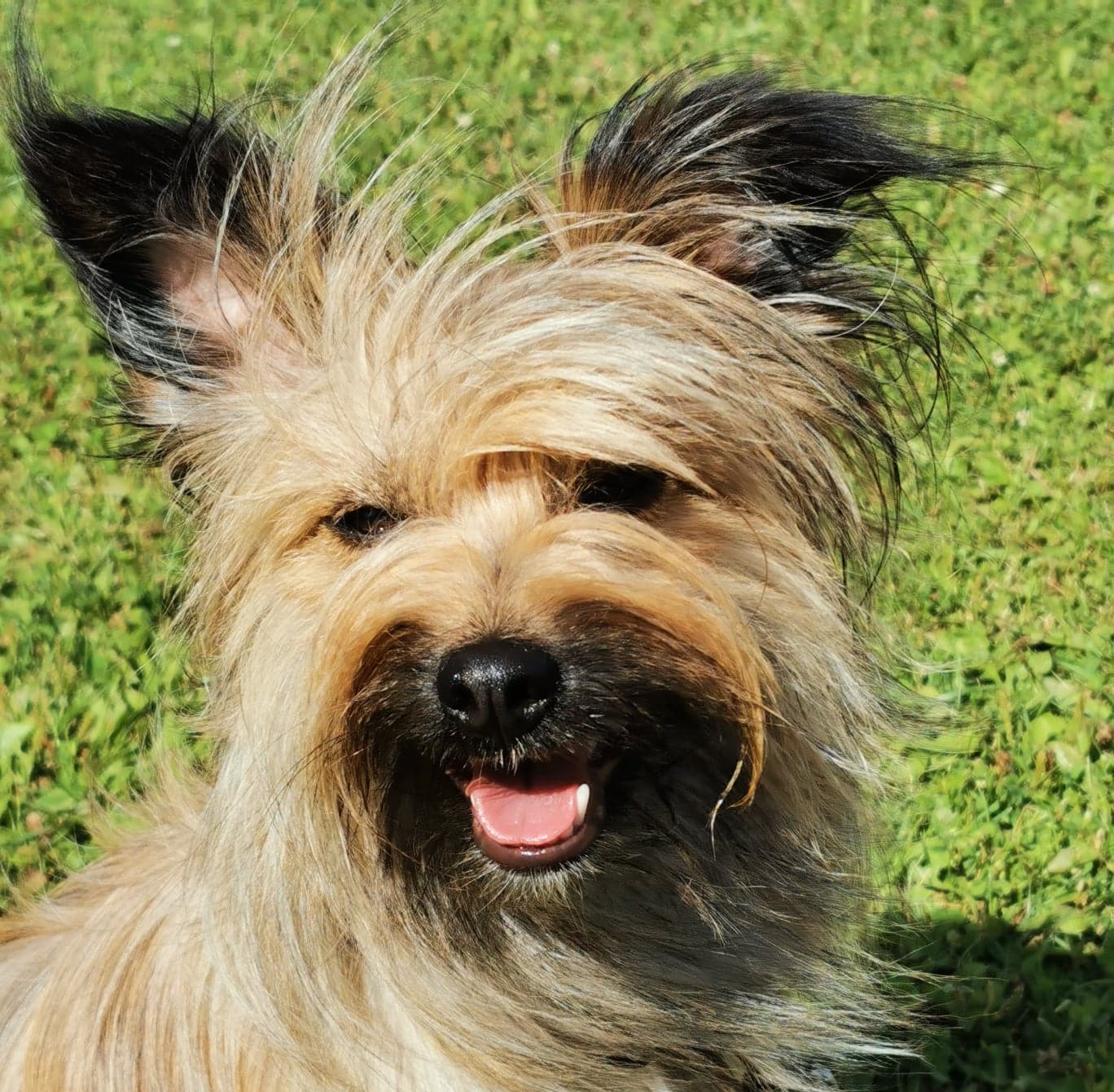 Angeyja's Capucine "Bizzi"