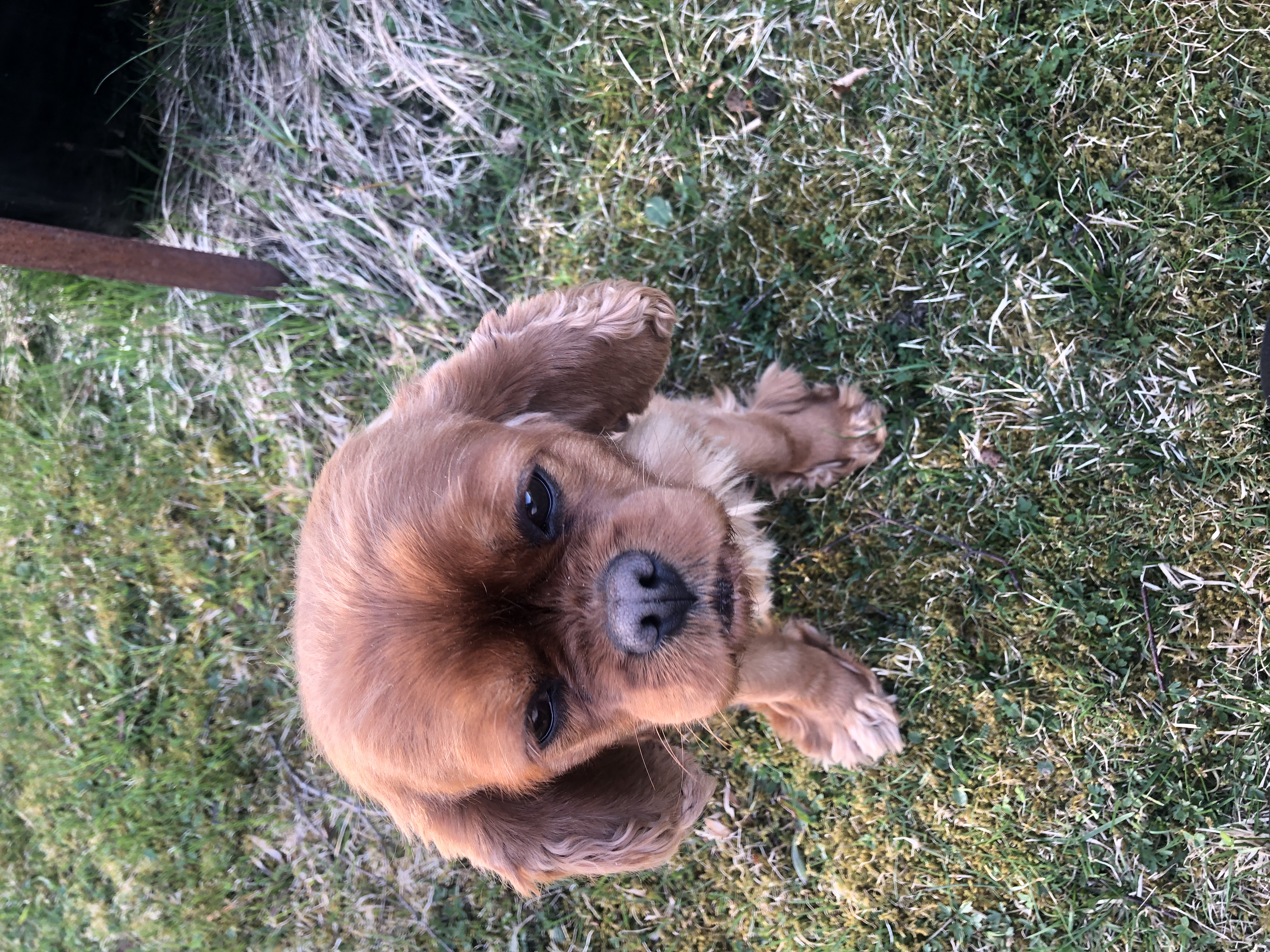 Pia