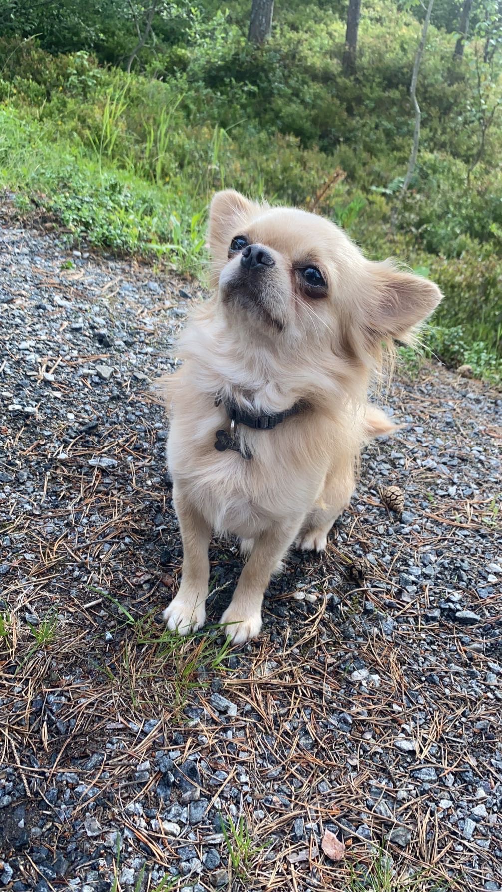Willie