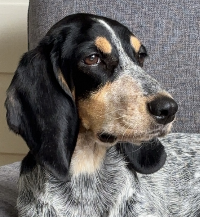Chestnut Bleu Galatee (Freia)