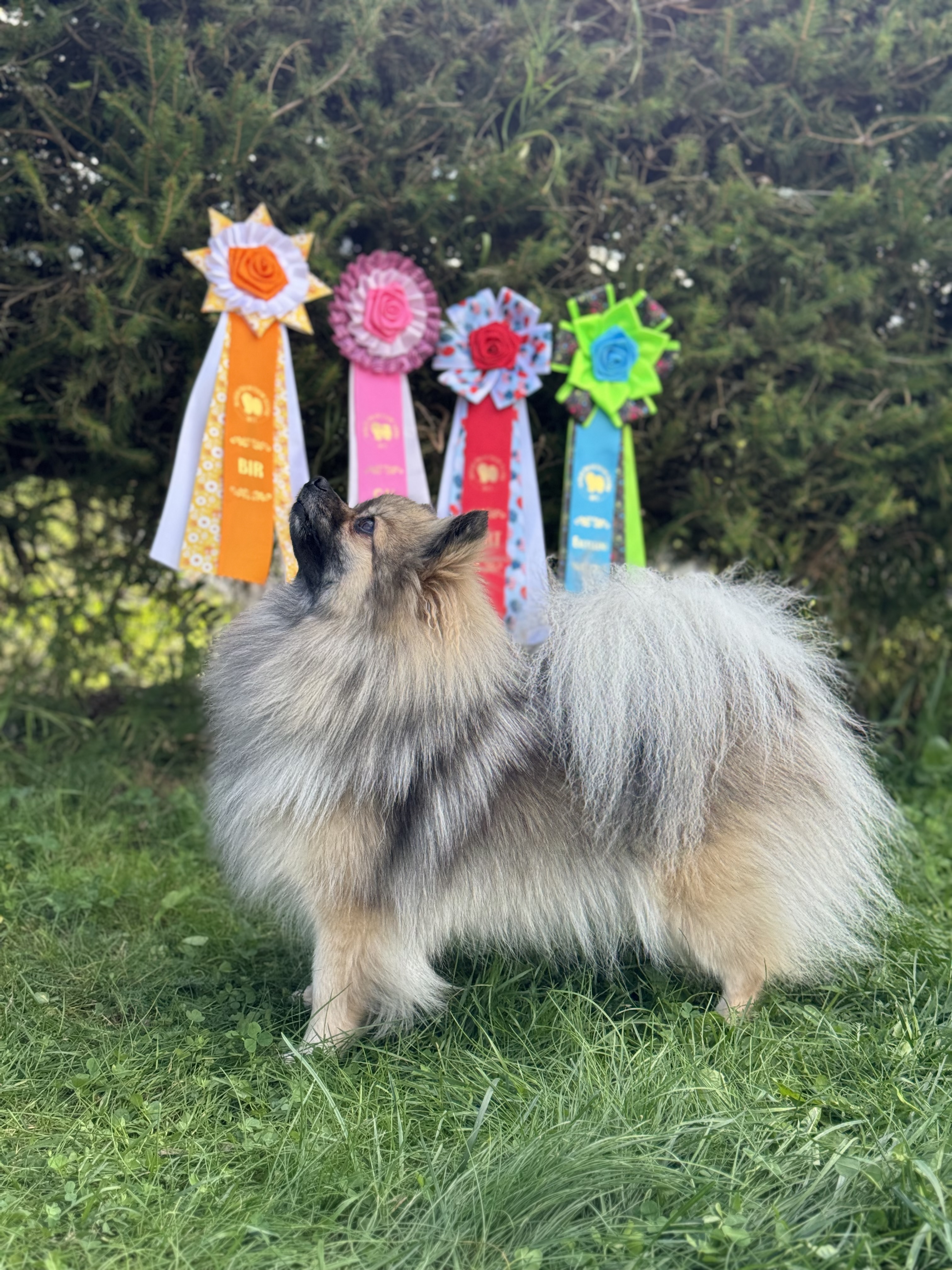 Millifox Princess Victoria