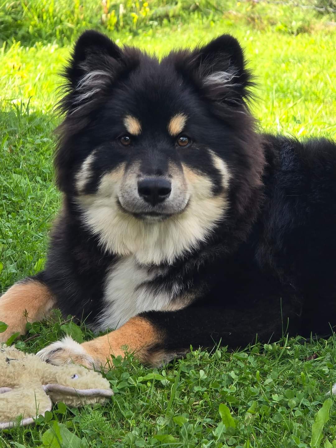 Solstjerna Valentina 