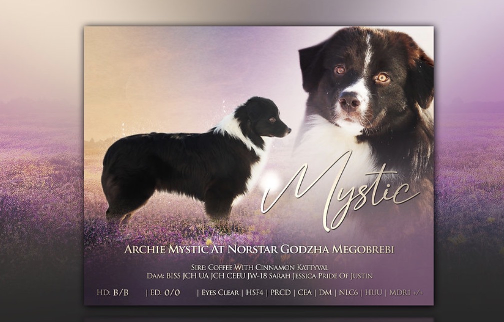 Archie Mystic At Norstar Godzha Megobrebi