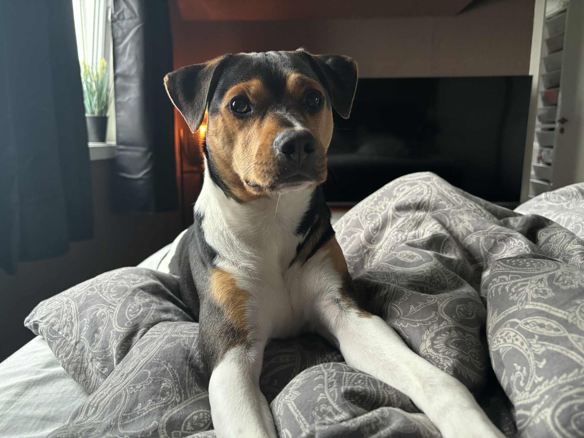 Enzo