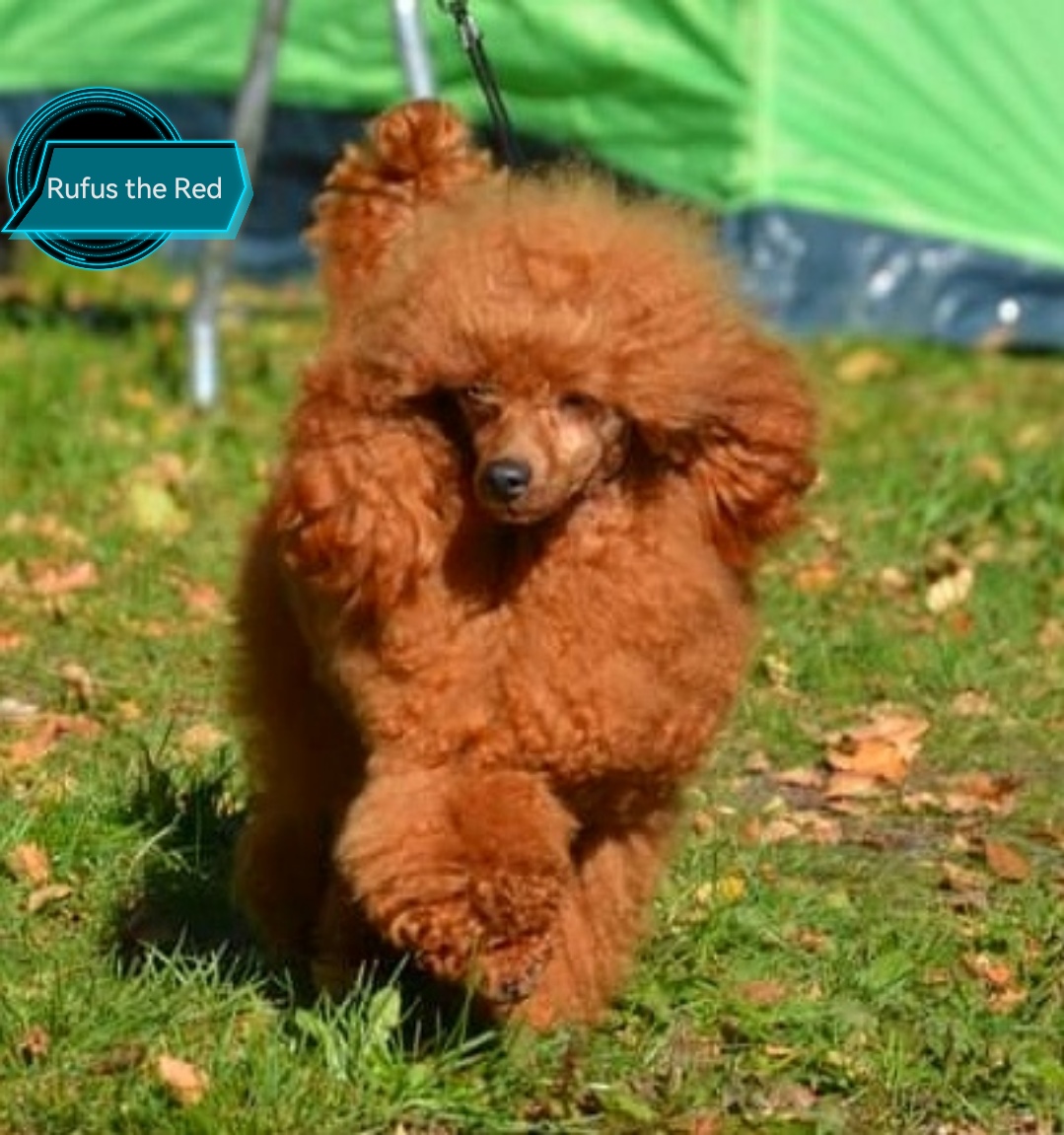 Rufus the Red 