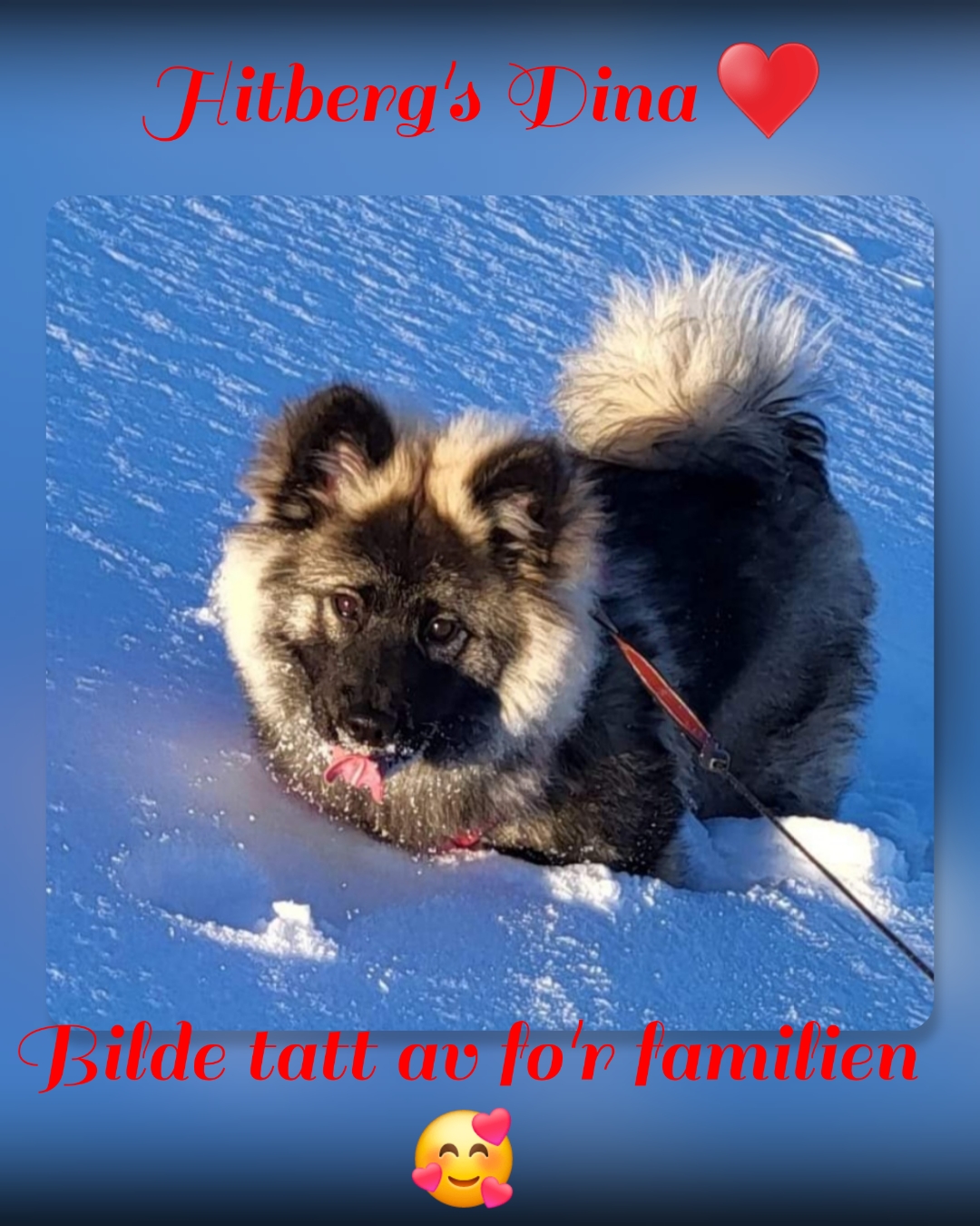 Hitberg's HoDina