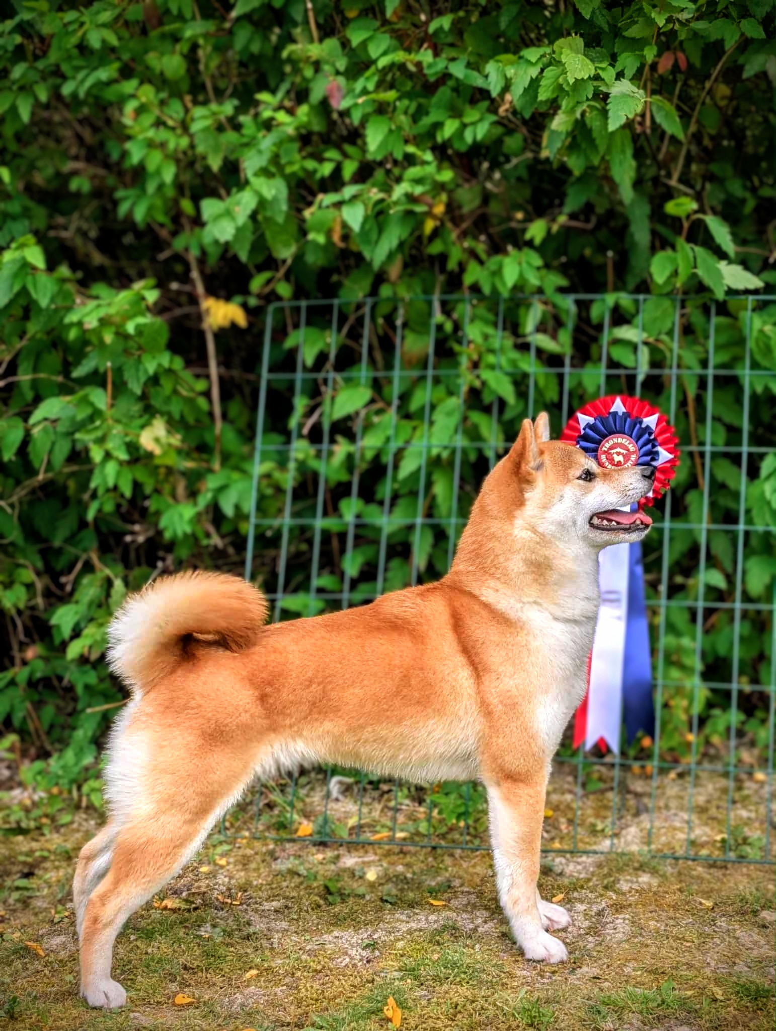 Østbylias Harmoniske Foxy