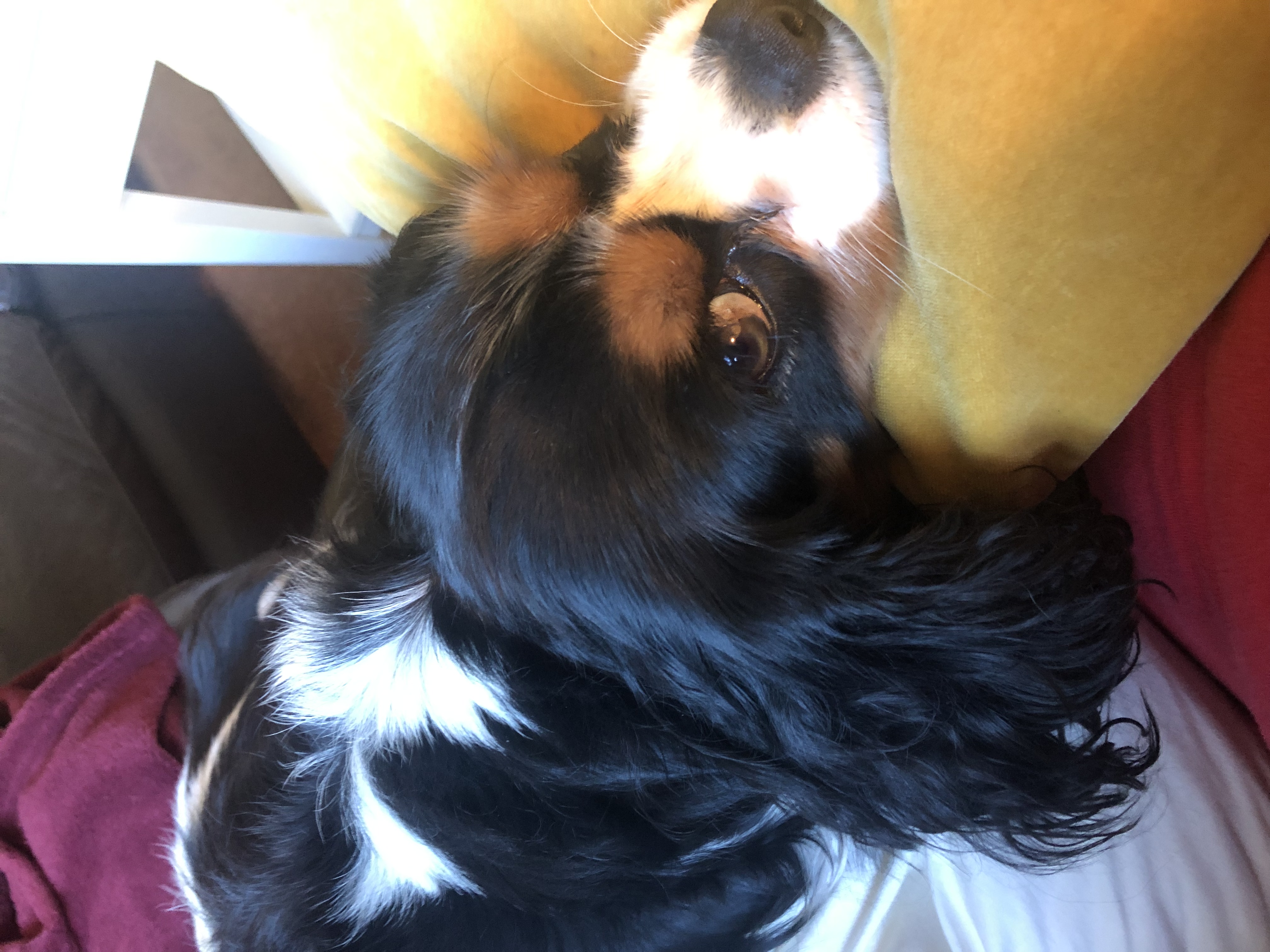 Oona