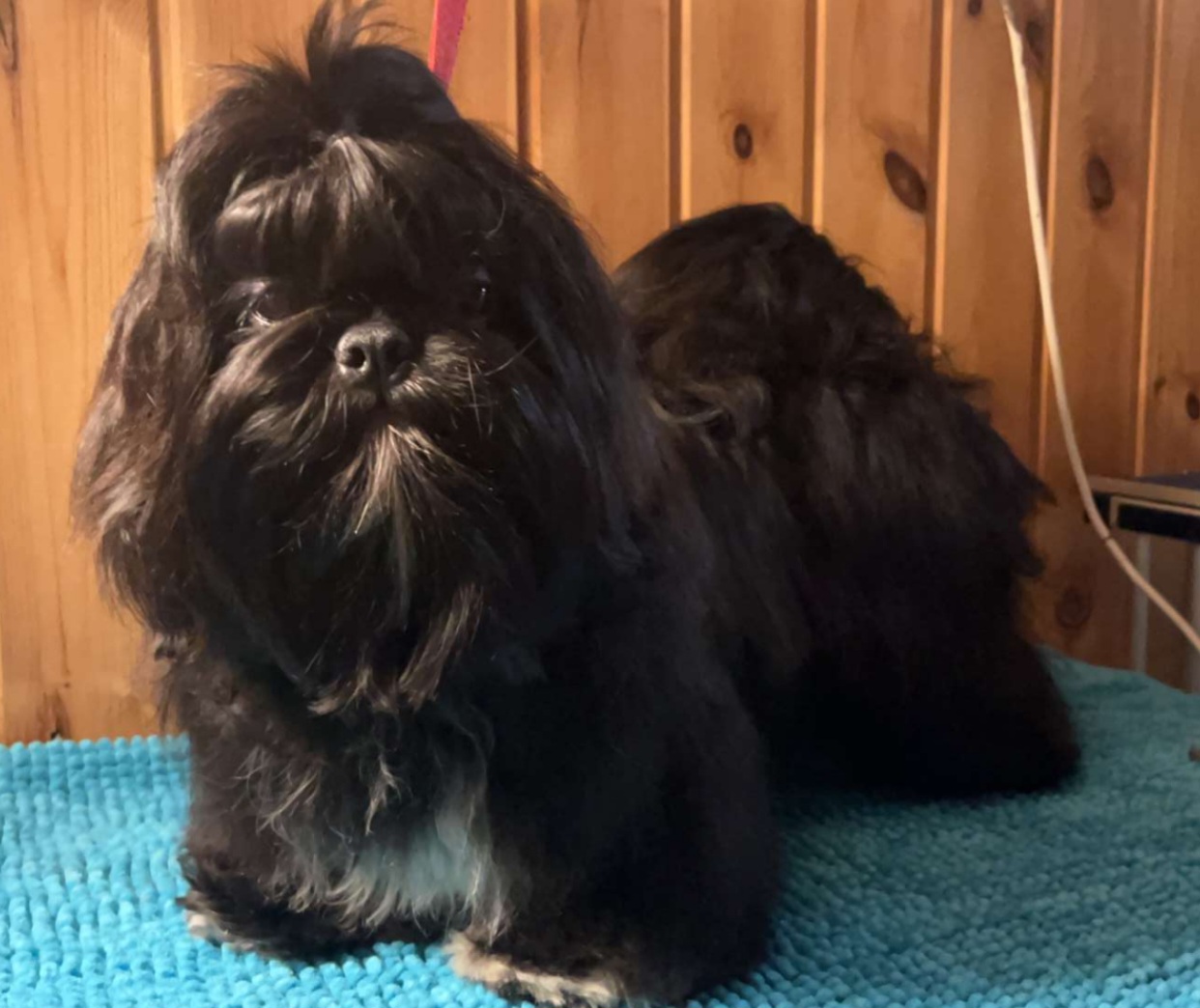 Santosha Sirius Black 