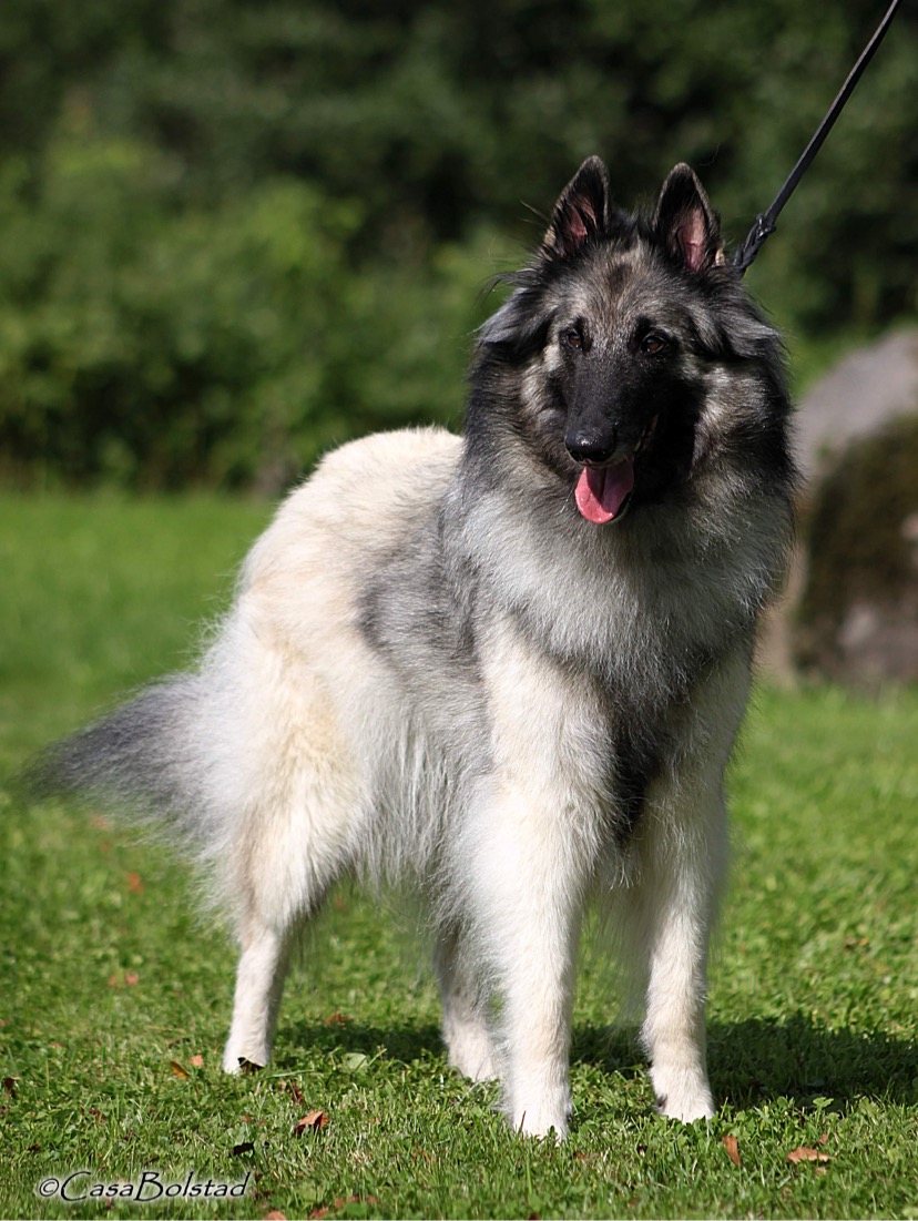CasaBolstad’s Breana