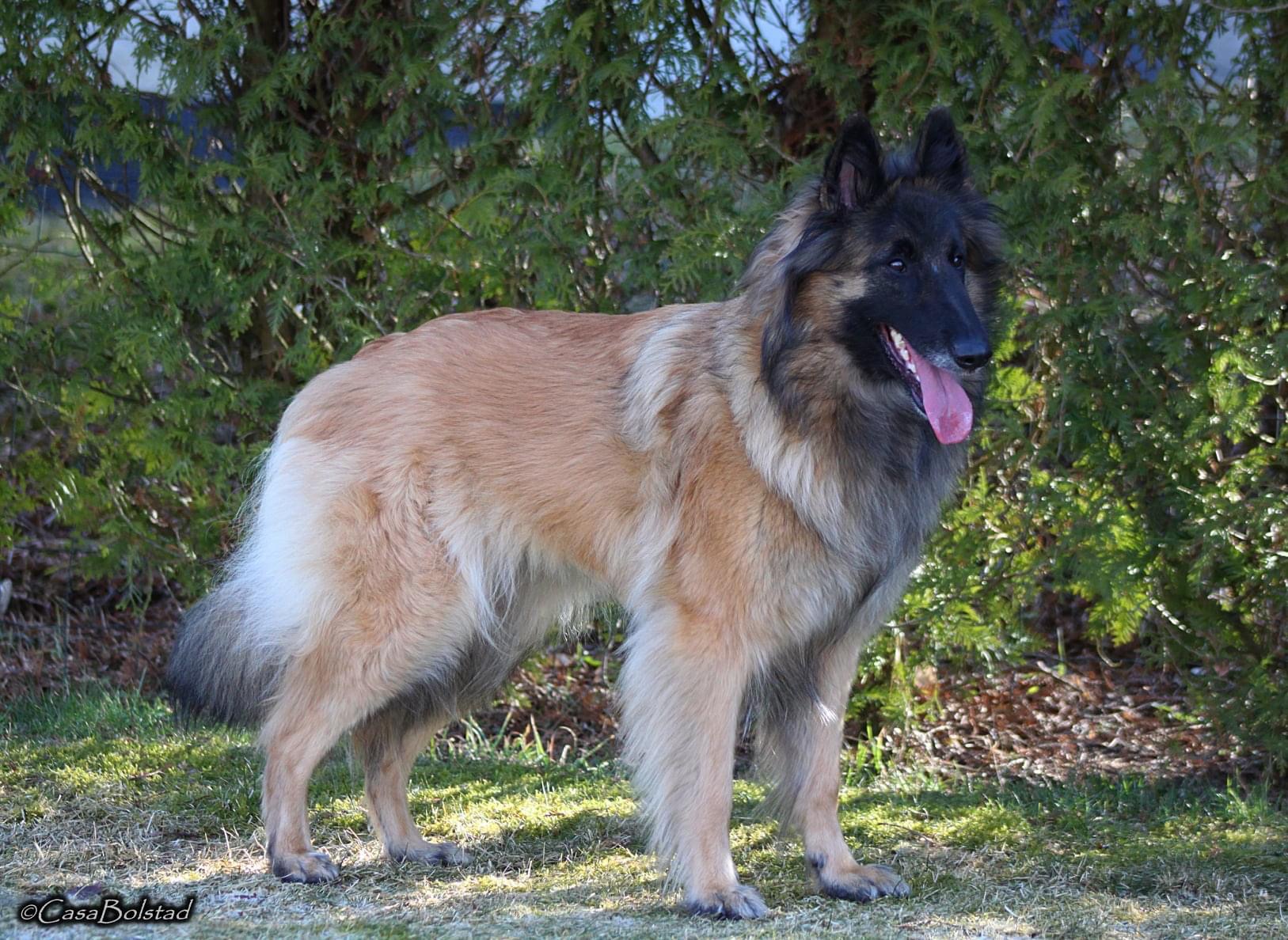 CasaBolstad’s Arya