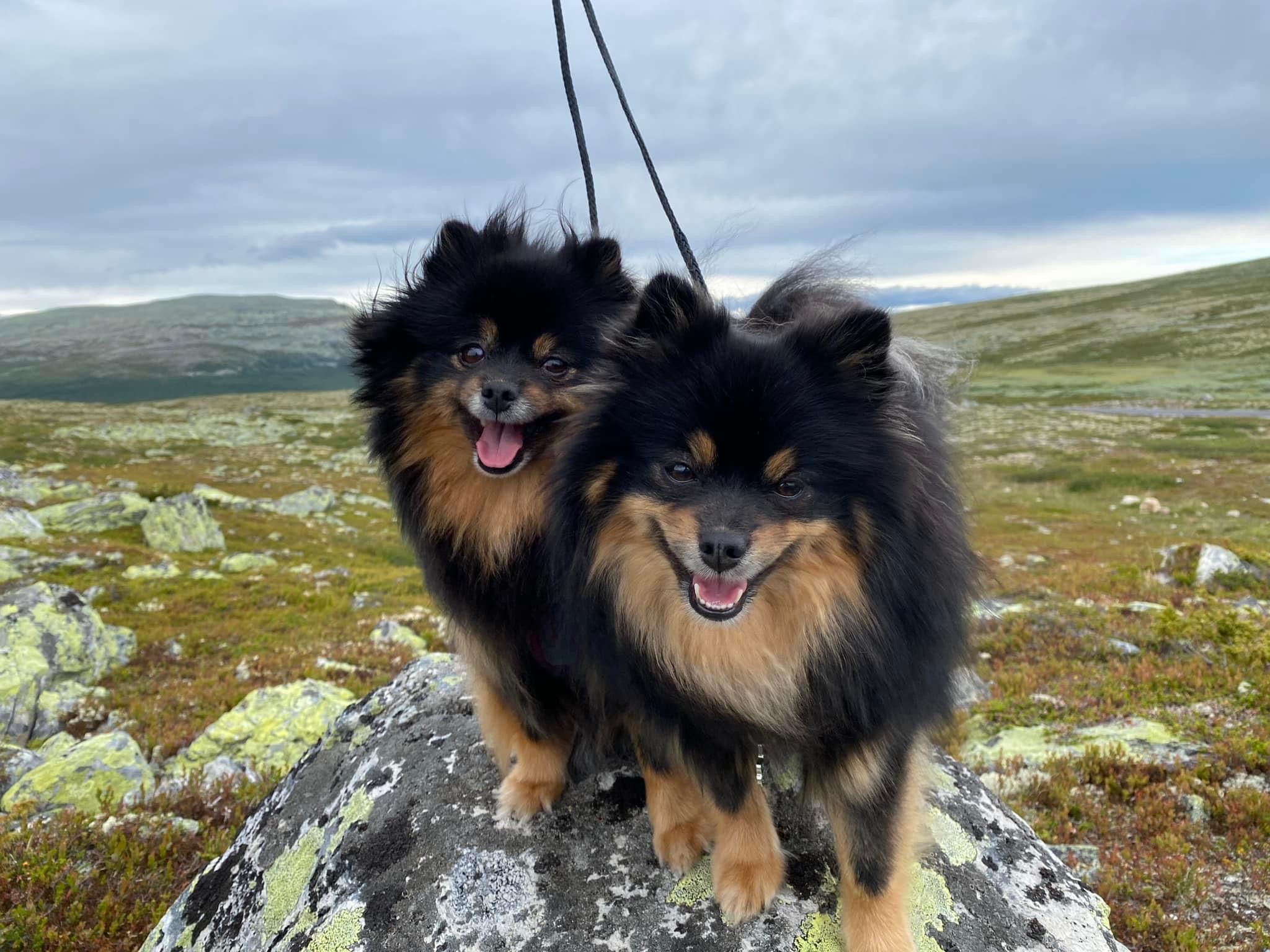Kennel Qannik