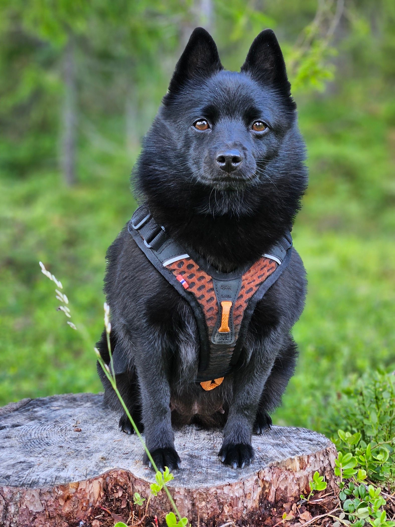 Kennel Jærschippen 