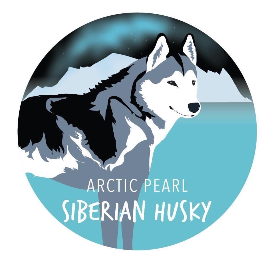 Arctic Pearl Siberian husky