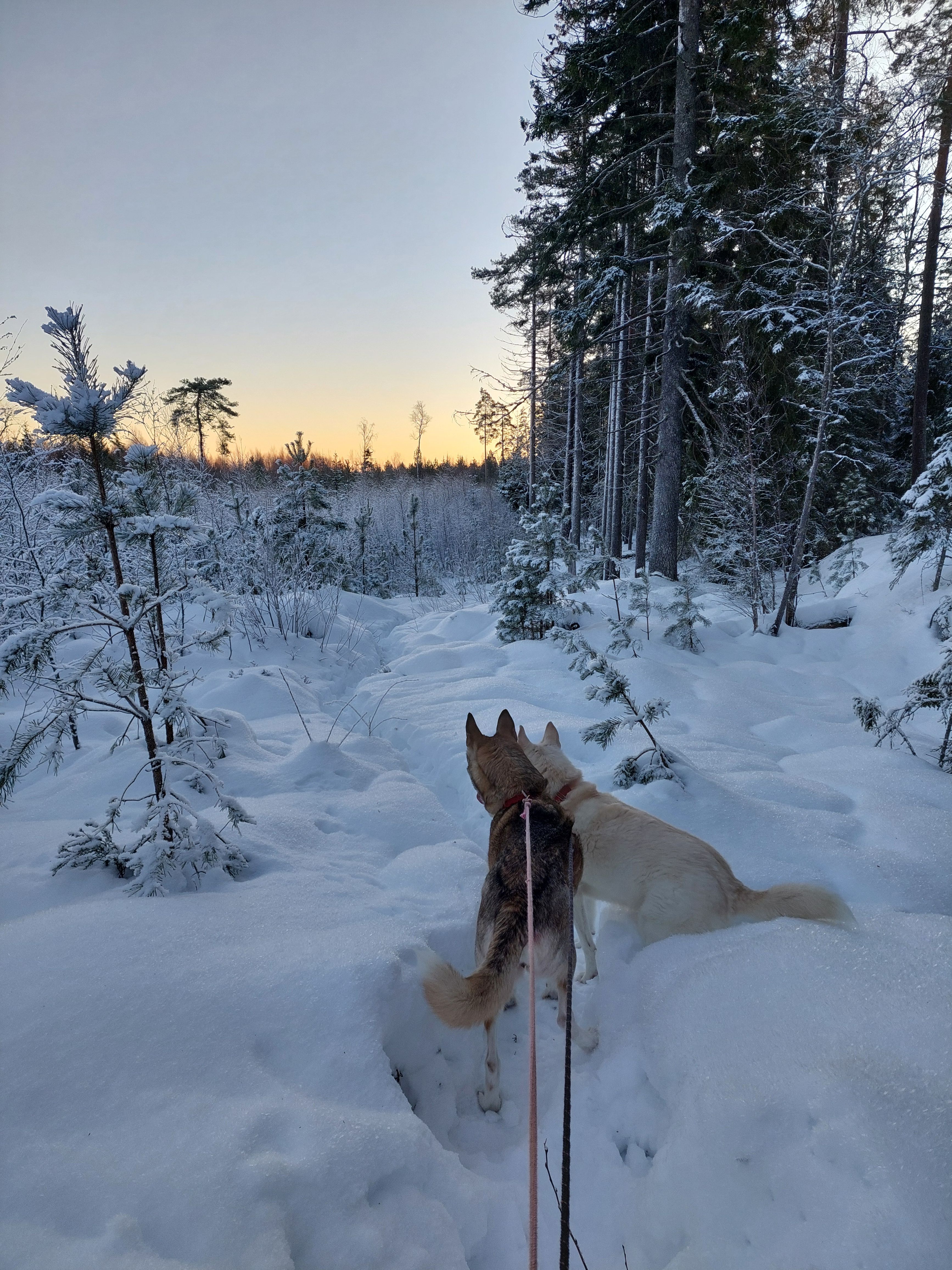 Huskyville 