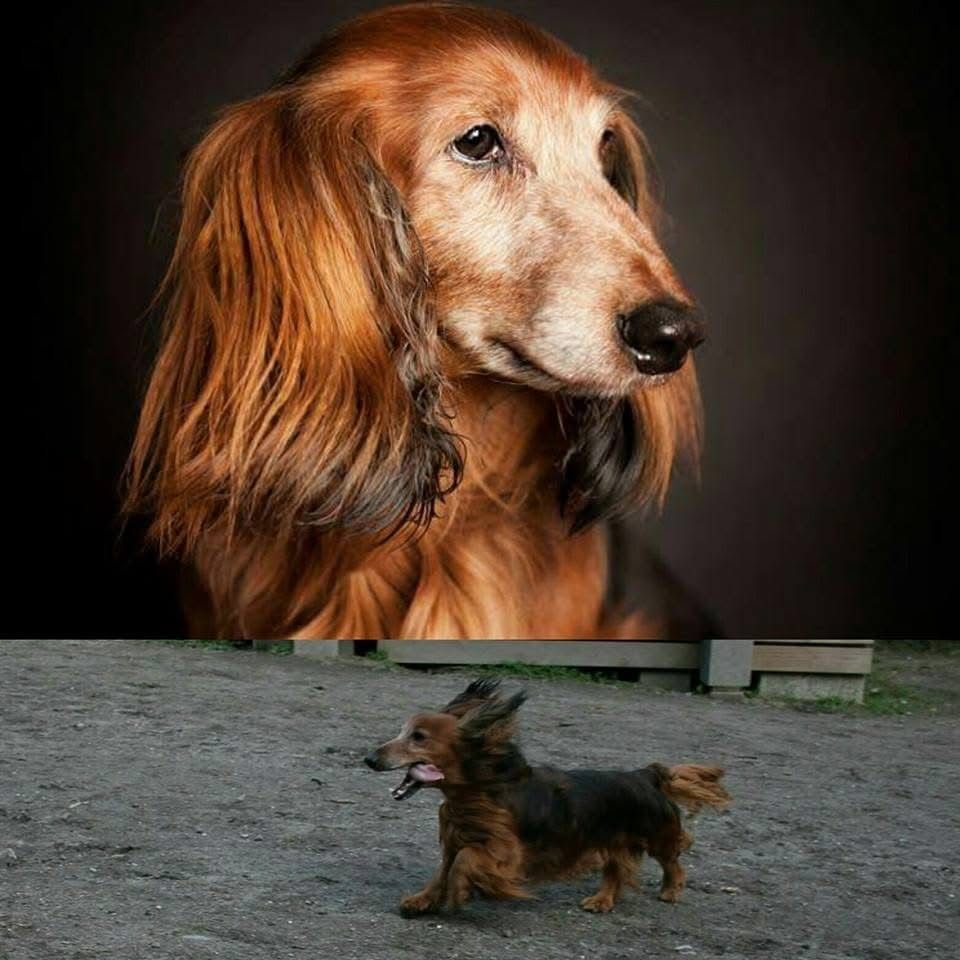 Kennel melkildhaugen