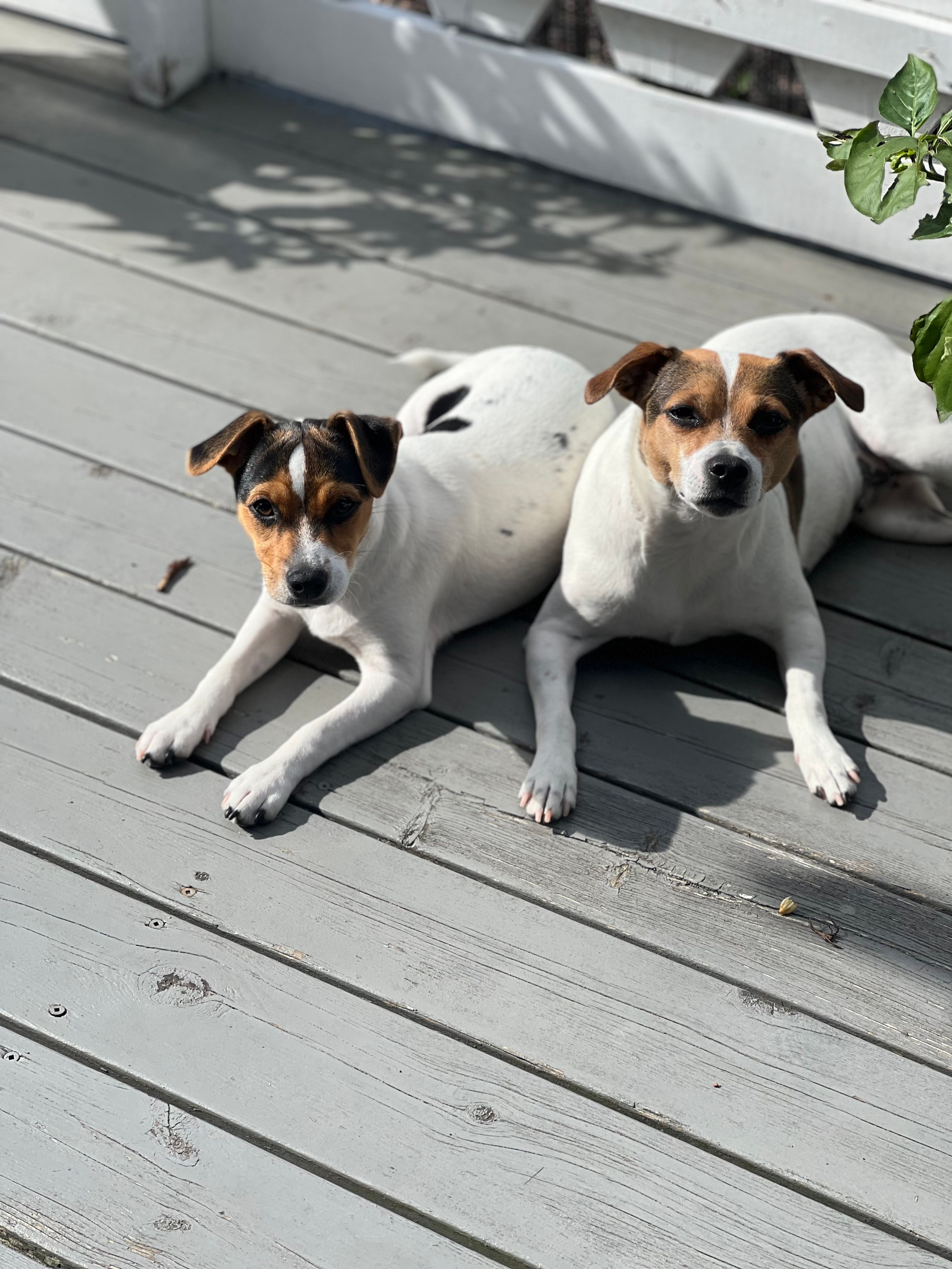 Kennel Amantes lille mirakel