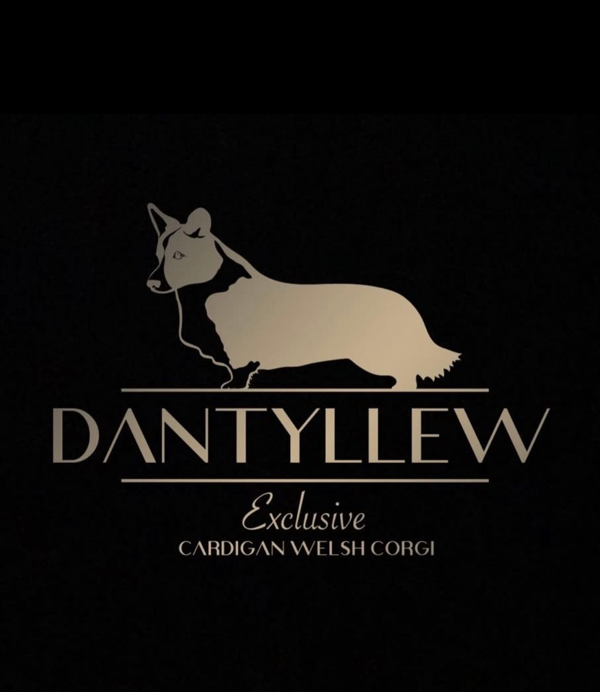 Dantyllew Exclusive
