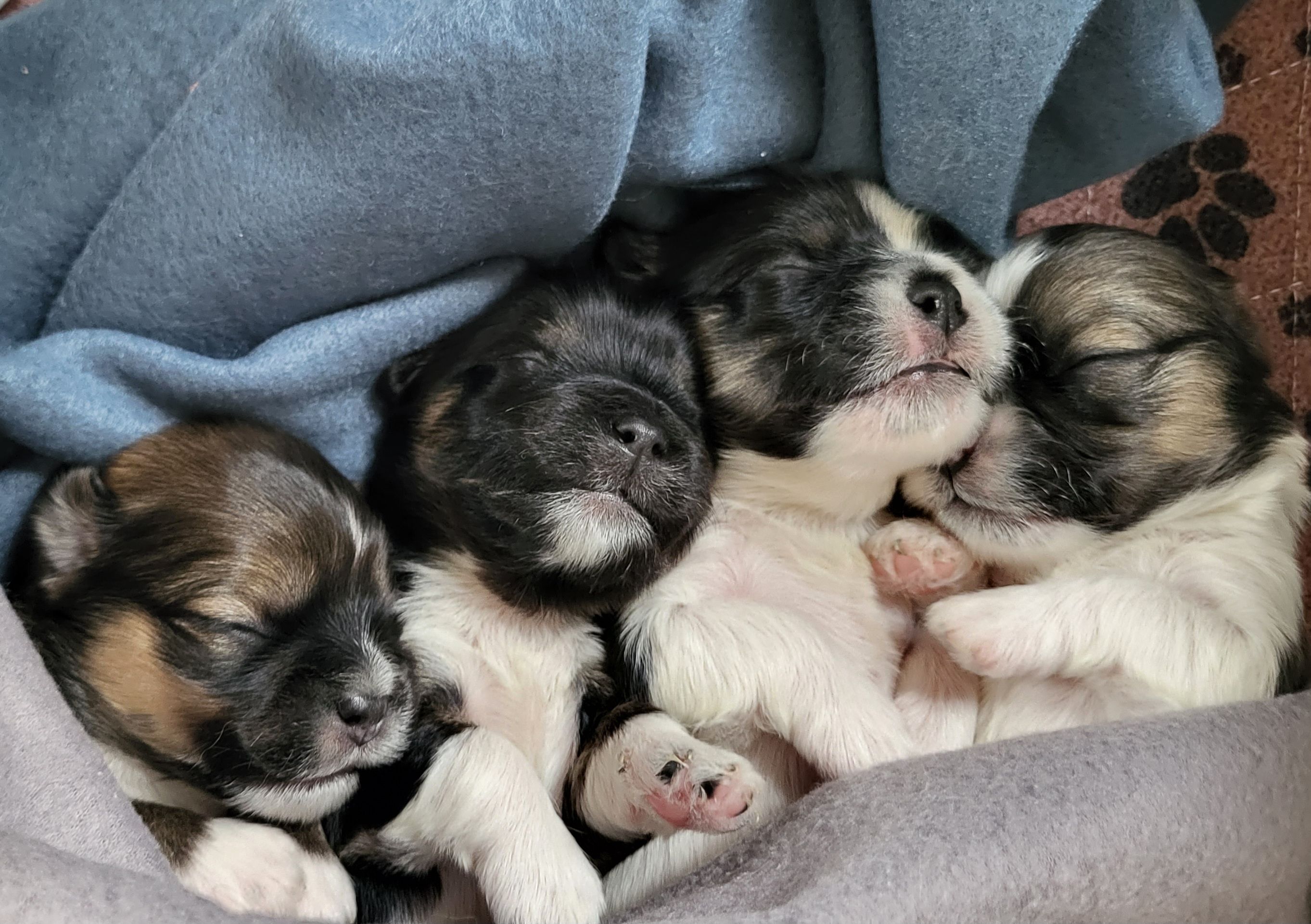 Nordic Lhasa