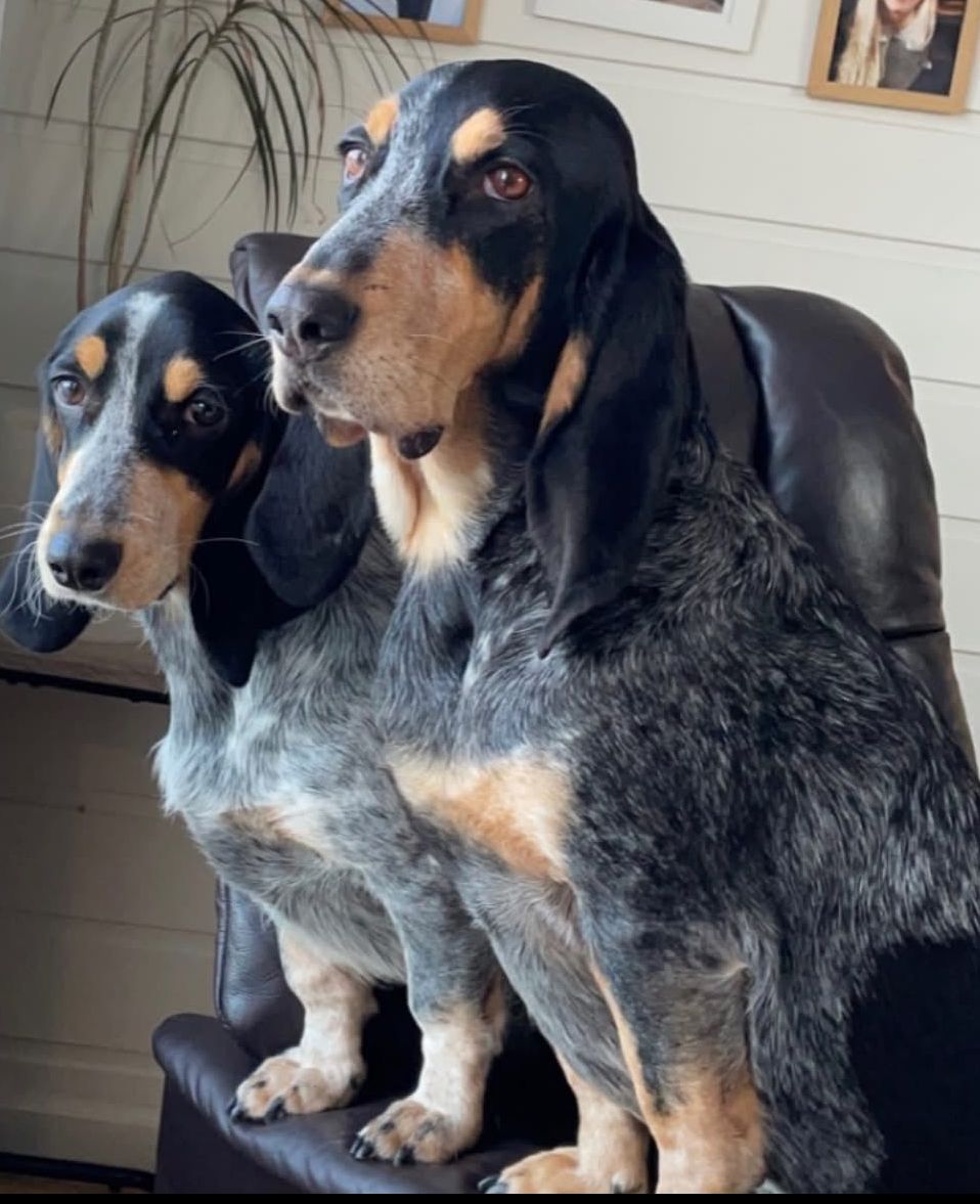 Heimlia kennel