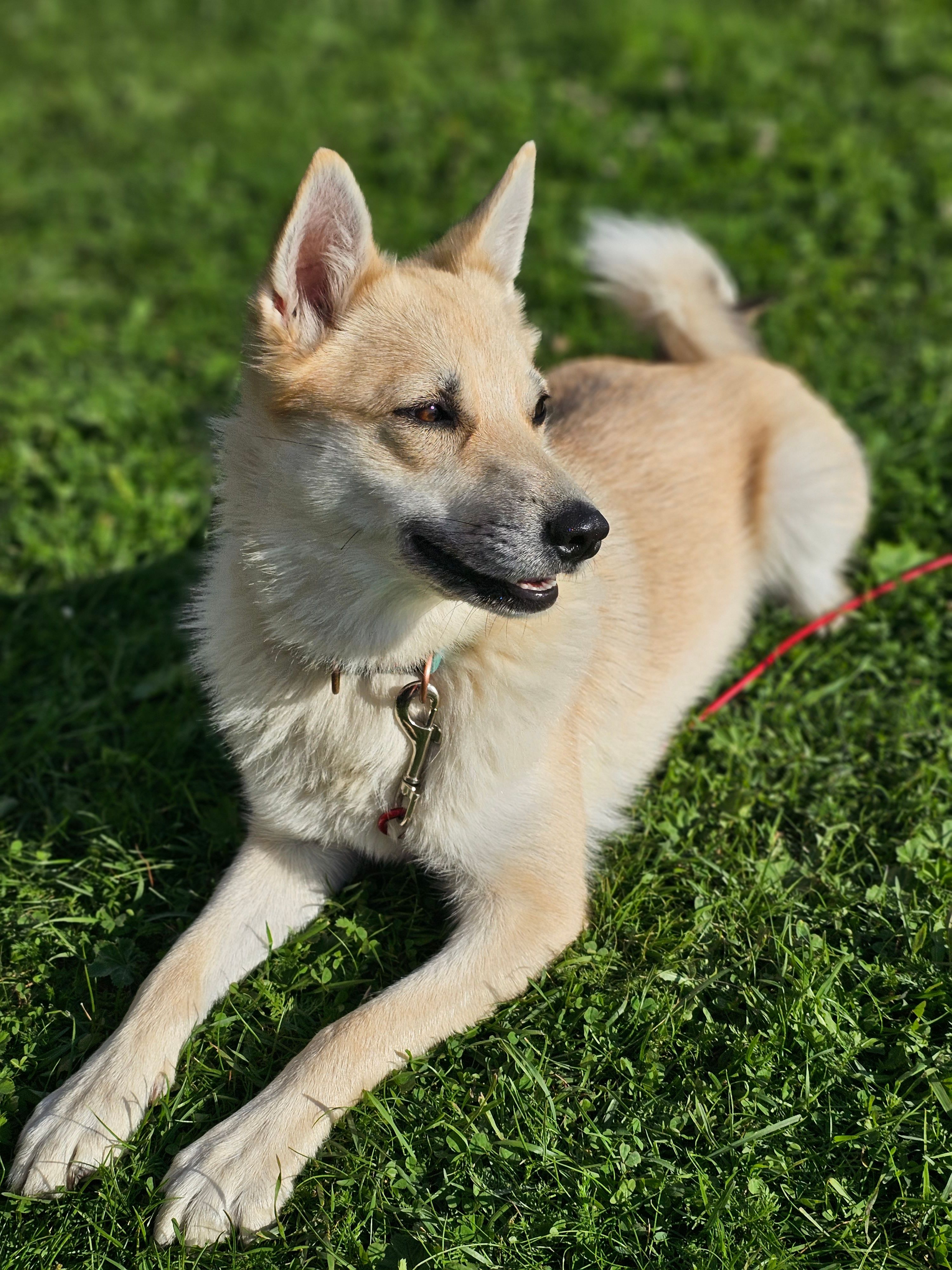 Jaktkrøll Kennel