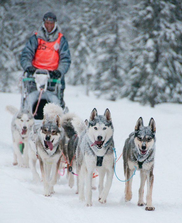 Inni Granskauen Siberian Huskies