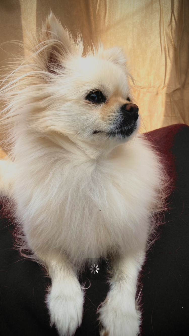 Pups Von Mainy