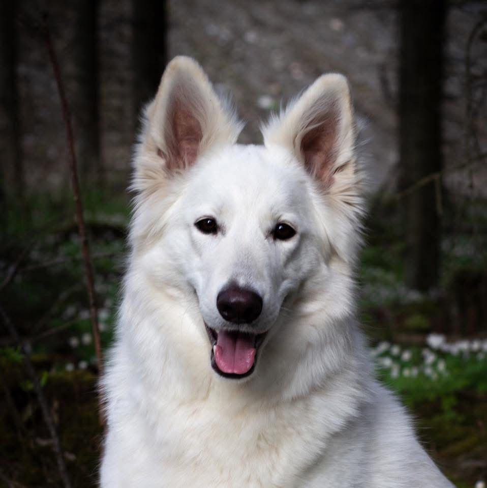 White Rewyr